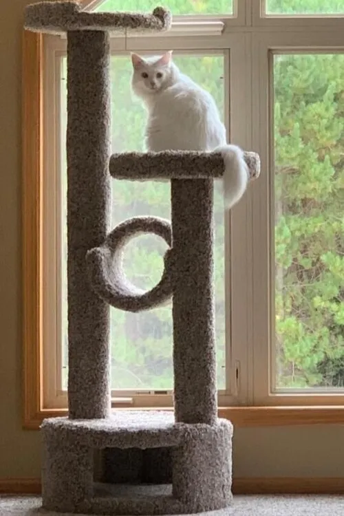 Purrniture Cat Furniture Tom Towers